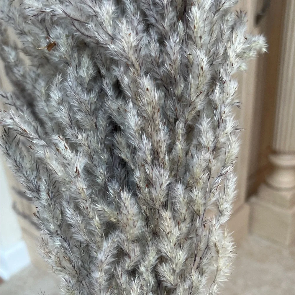 Natural Pampas Grass Gray Set of 5 Stems, Short Length 24